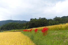 P9180422_edited-1