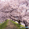 大槌川 桜の回廊