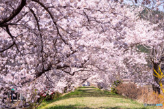 大槌川 桜の回廊
