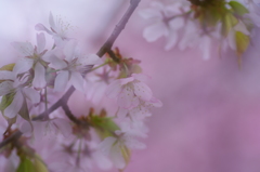 桜ふわり