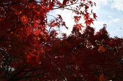 2014仁和寺①