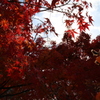 2014仁和寺①