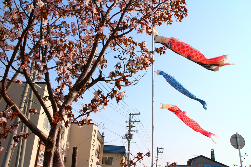 桜鯉