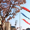 桜鯉