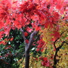 京都2014