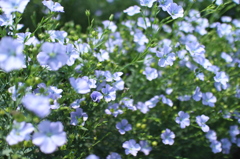 亜麻の花