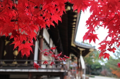 2014仁和寺③
