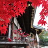 2014仁和寺③