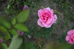 薔薇