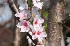 若桜