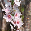 若桜