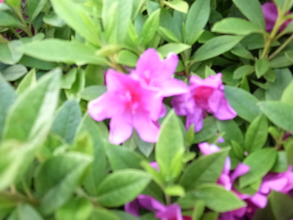 GR４花初ショットです！