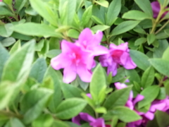 GR４花初ショットです！