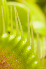 Venus' flytrap 5x Macro