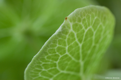 Hydrangea 5x