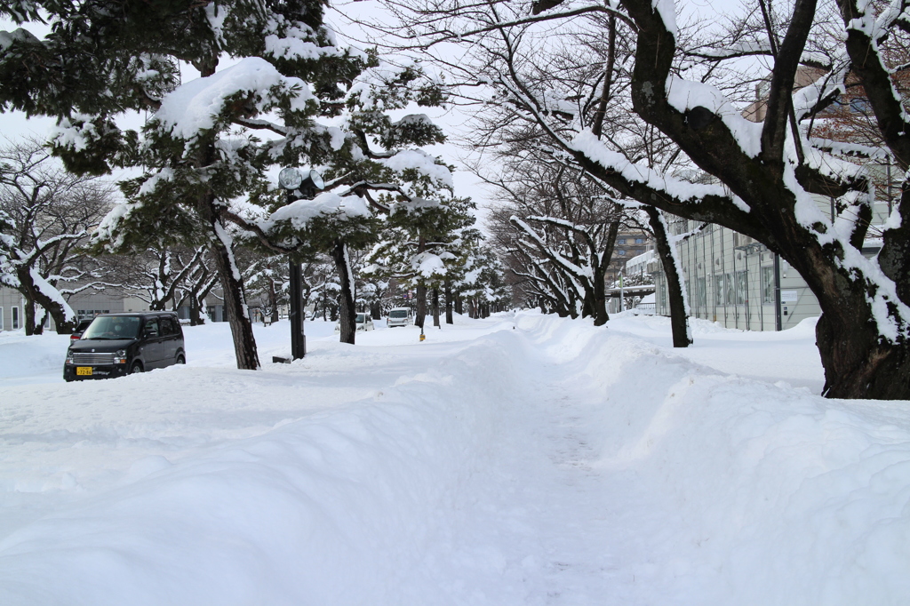 雪の十和田