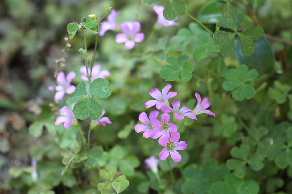 ムラサキカタバミ