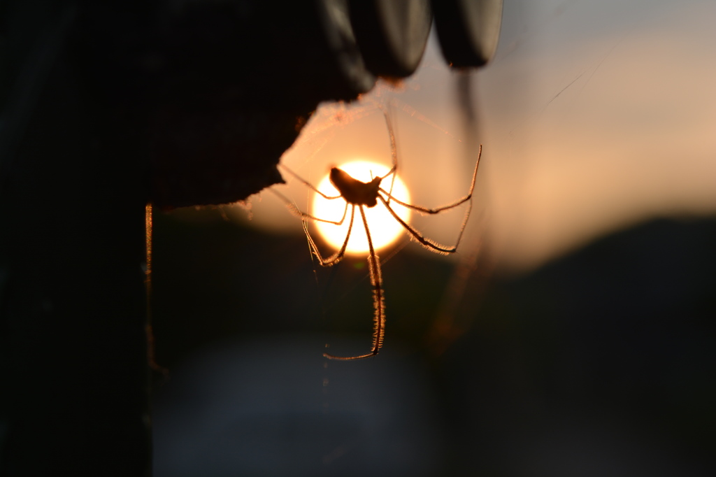 夕陽が眩しいぜ