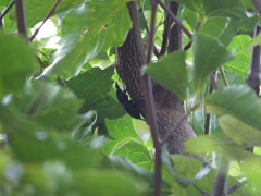 ヒメオオクワガタ