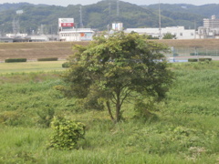 自然15