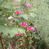 P6020009