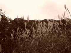 DSCF0203