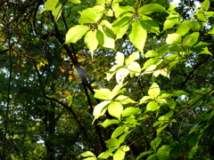 DSCF0296