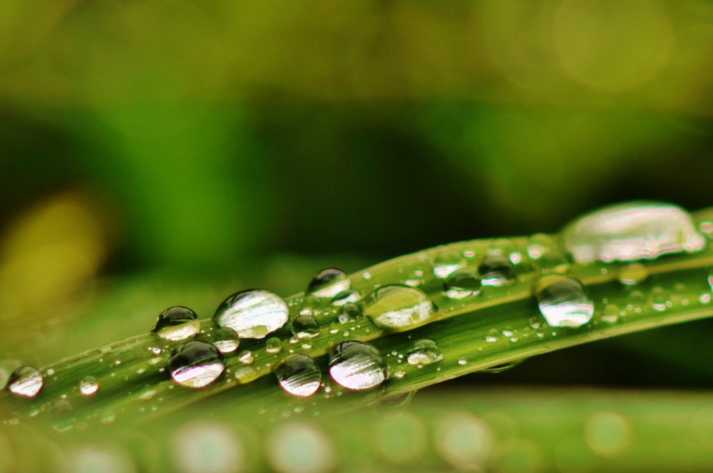 雨のあと