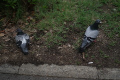 鳩です