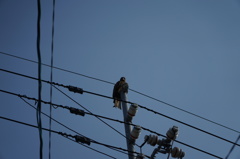 鳥を見つけました。