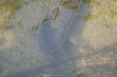 お魚