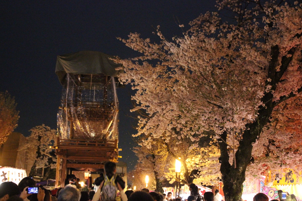 桜花　夜山車