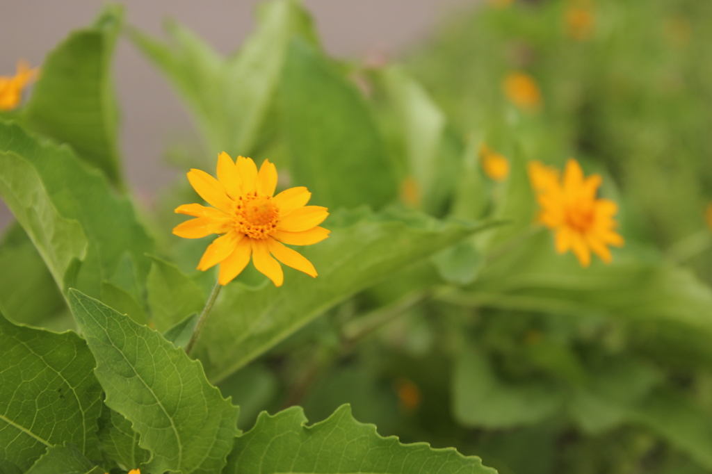 近所に咲く花　2