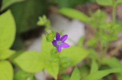 庭に咲く花　１