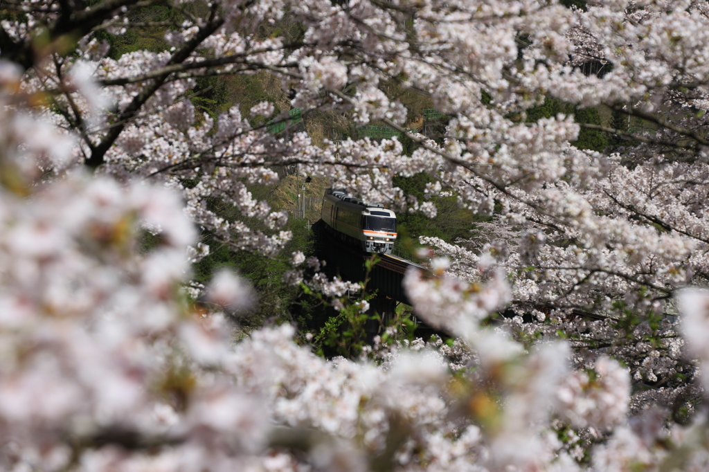 桜の中を