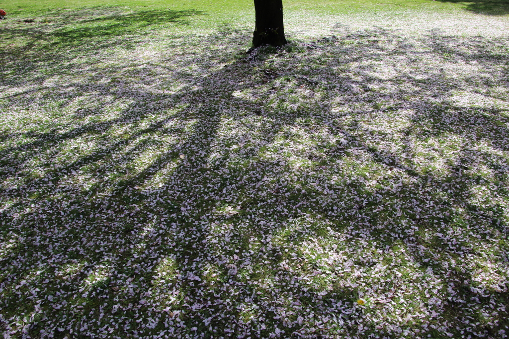 桜花　散ってなお