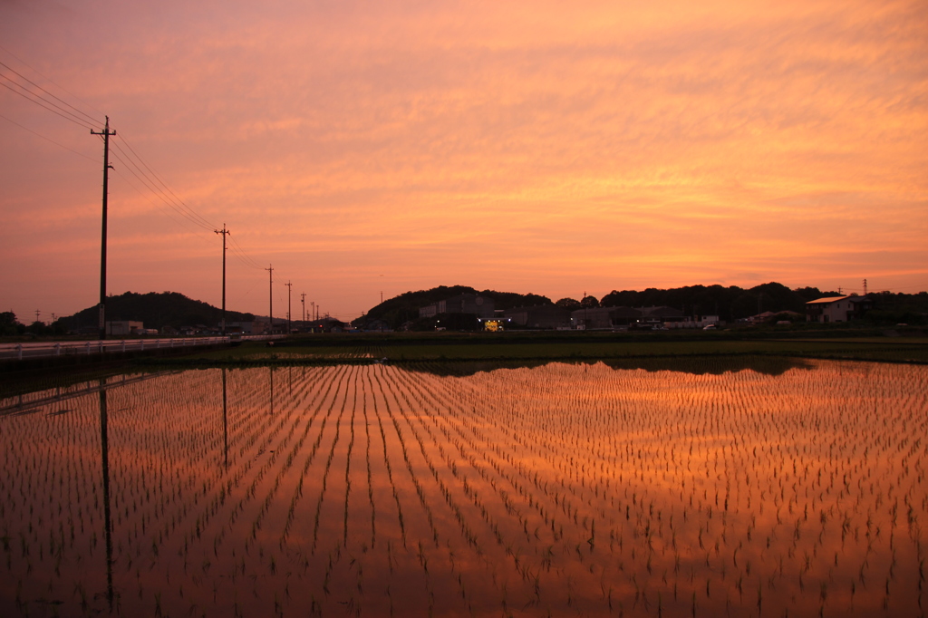 染まる空と水田