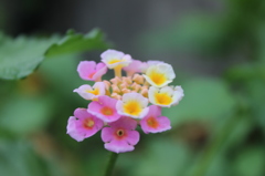 庭に咲く花　3