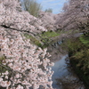 桜花　咲き乱れ