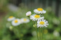 庭に咲く花　２