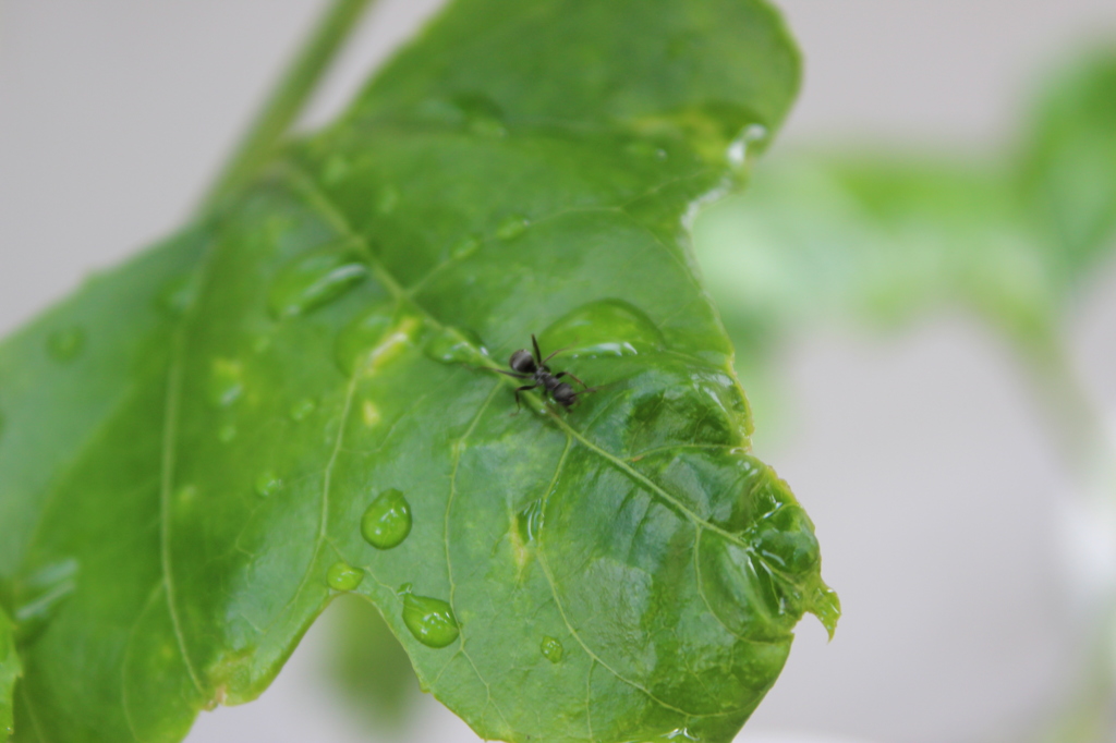 top of the leaf