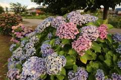 夕方の紫陽花