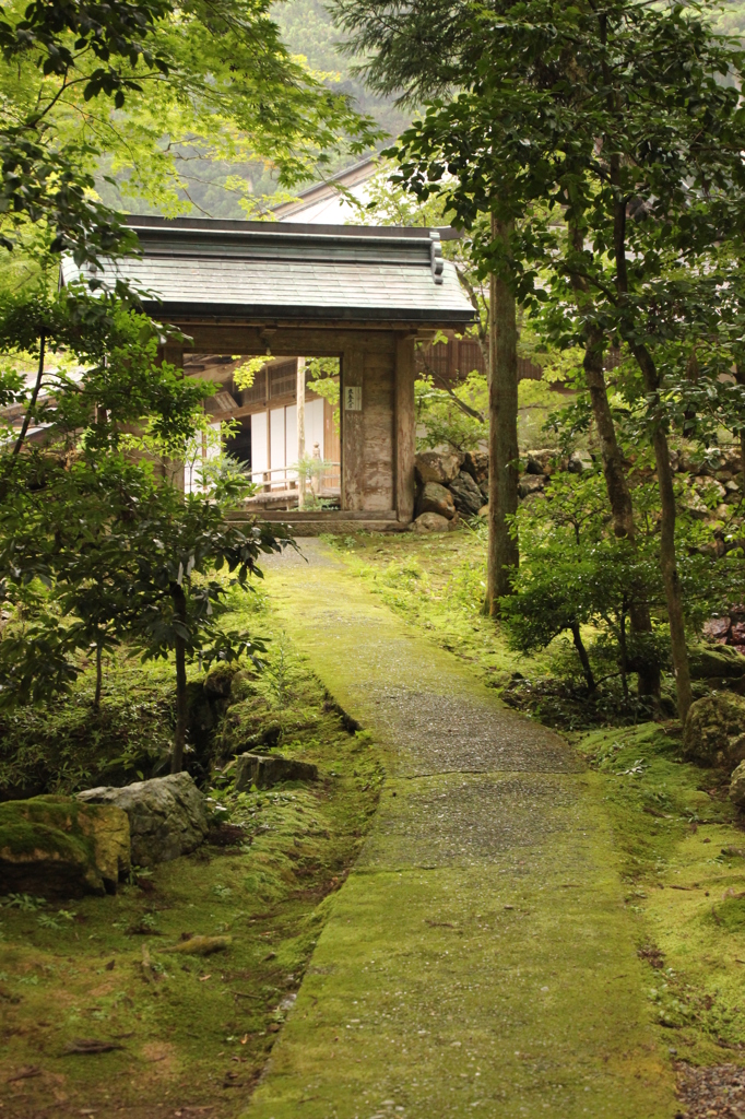 苔の道