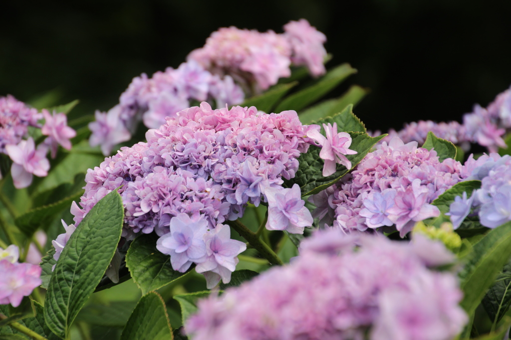 紫陽花の季節