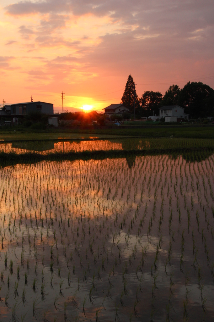 水田夕景