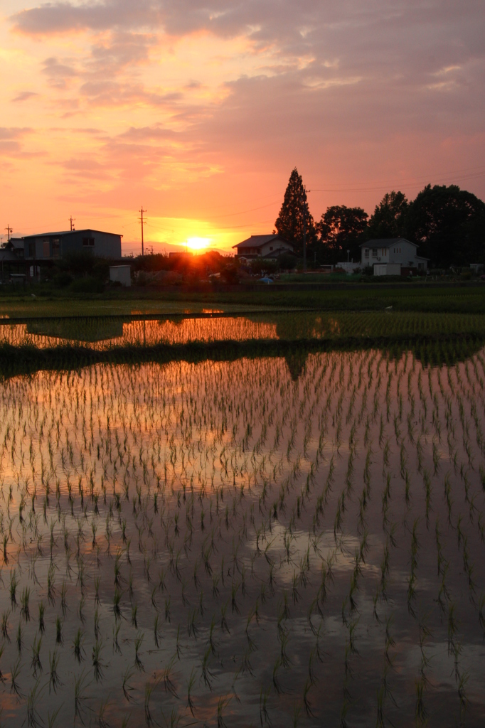 水田夕景