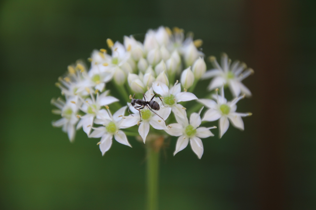 top of the flower