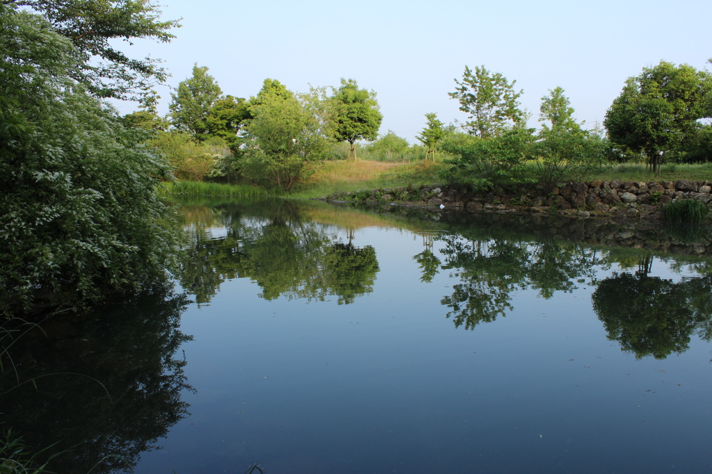 reflected trees
