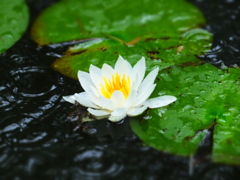 庭園水連