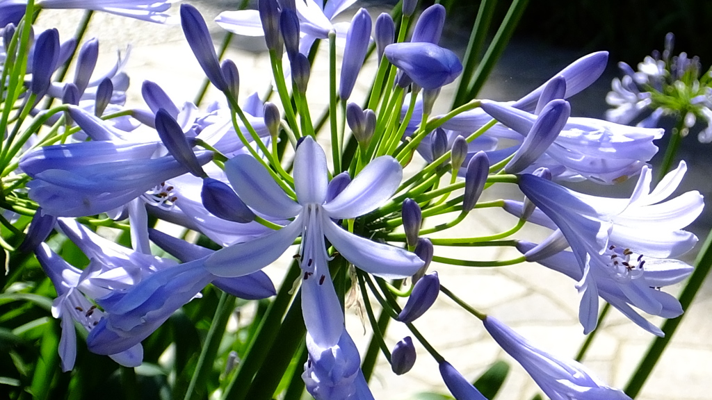 華